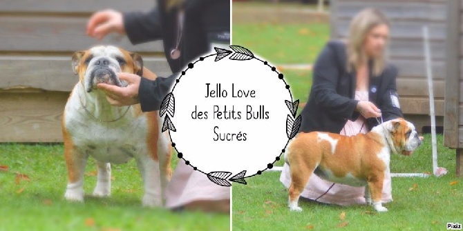 Des Petits Bulls Sucrés - Jello Love valide sa cotation 4