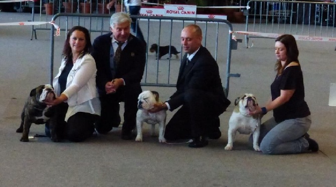 Des Petits Bulls Sucrés - Calais CAC