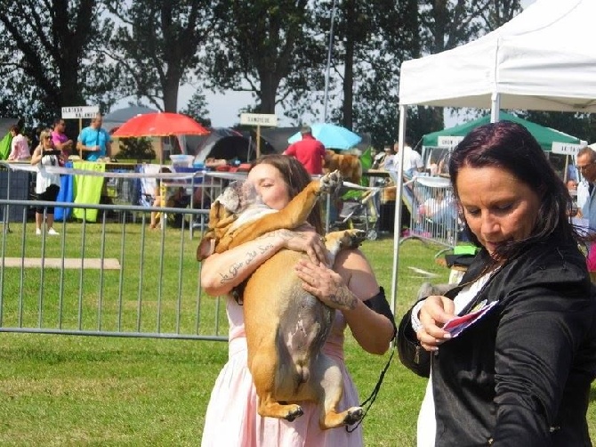 Des Petits Bulls Sucrés - Meilleur Puppy Expo de Bohain en Vermandois