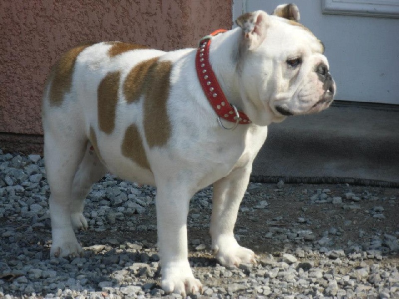 Gemma du Clos du Bull Artu