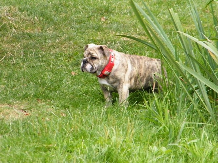 Felix des Patibullies