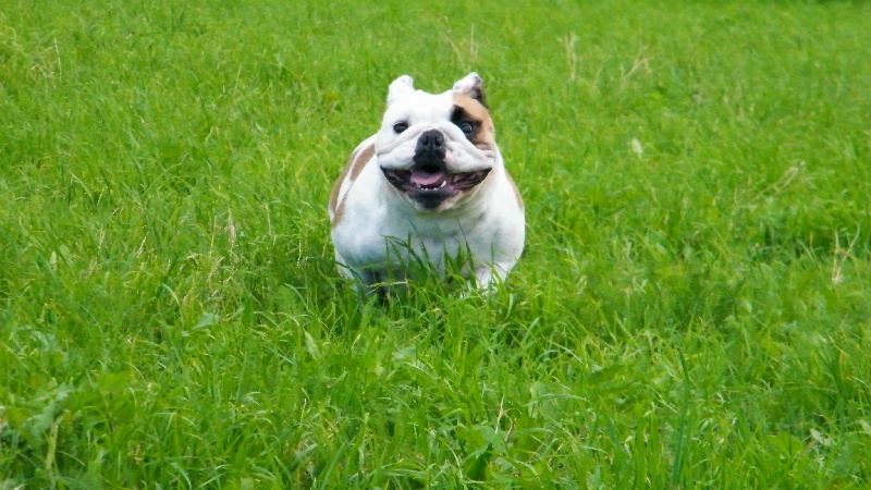 Mes bulldogs au quotidien
