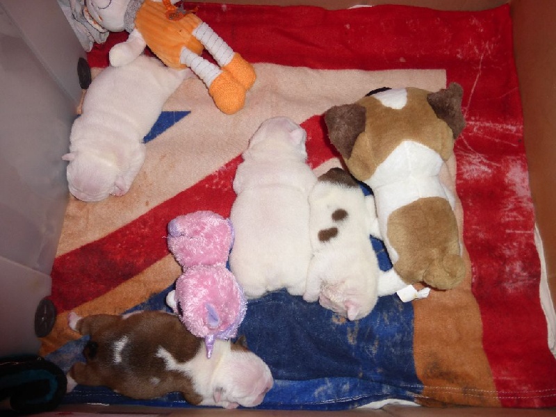 Des Petits Bulls Sucrés - Bulldog Anglais - Portée née le 03/03/2014