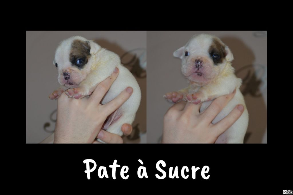 Des Petits Bulls Sucrés - Chiots disponibles - Bulldog Anglais