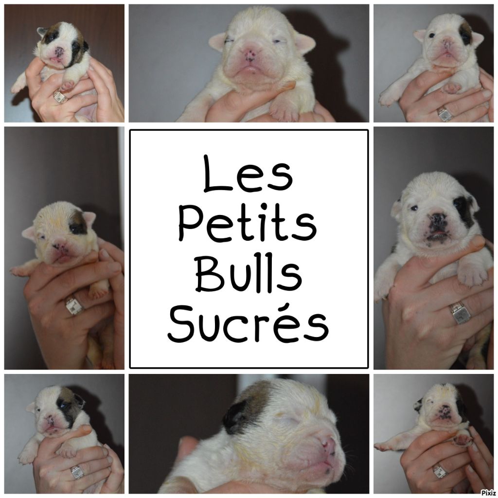 Des Petits Bulls Sucrés - Bulldog Anglais - Portée née le 20/04/2019