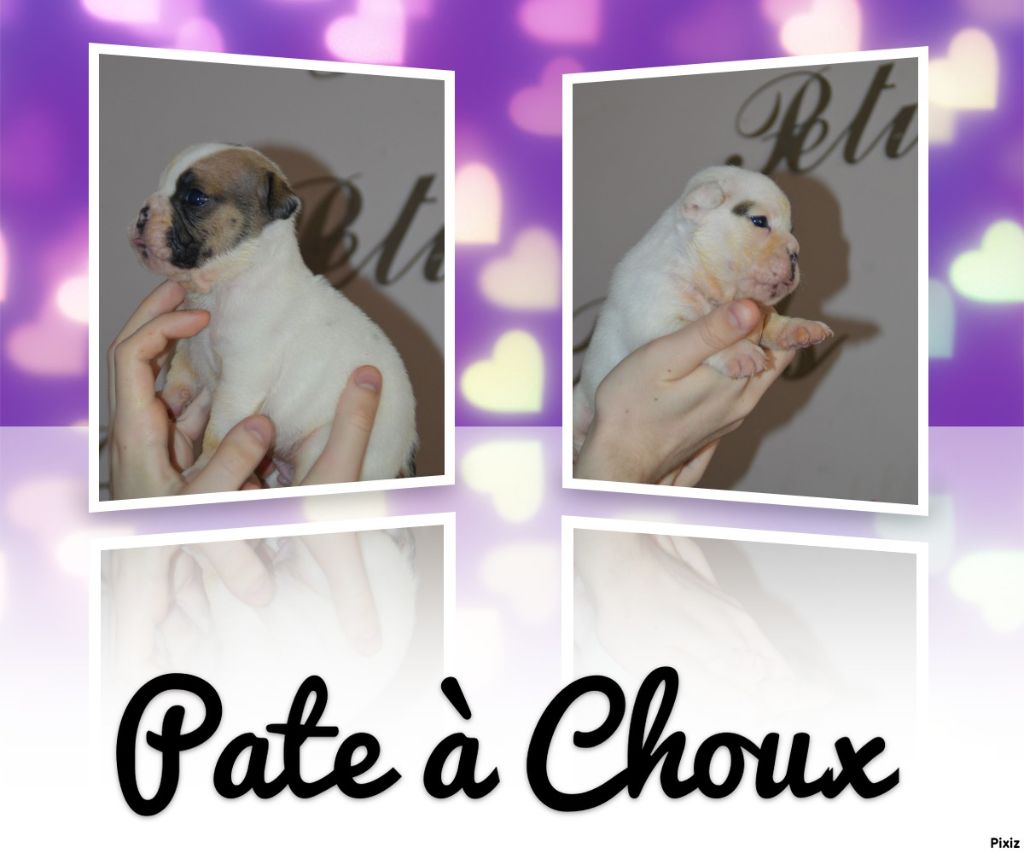 Des Petits Bulls Sucrés - Chiots disponibles - Bulldog Anglais