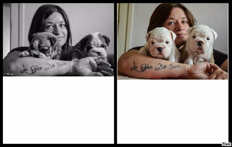 Des Petits Bulls Sucrés - Bulldog Anglais - Portée née le 13/05/2015